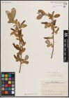 Foto von Salix excelsa S. G. Gmel.